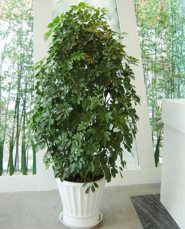 家里最旺财的十种花 热天爱生长,水肥多一些,爱爆"小财花",吉利