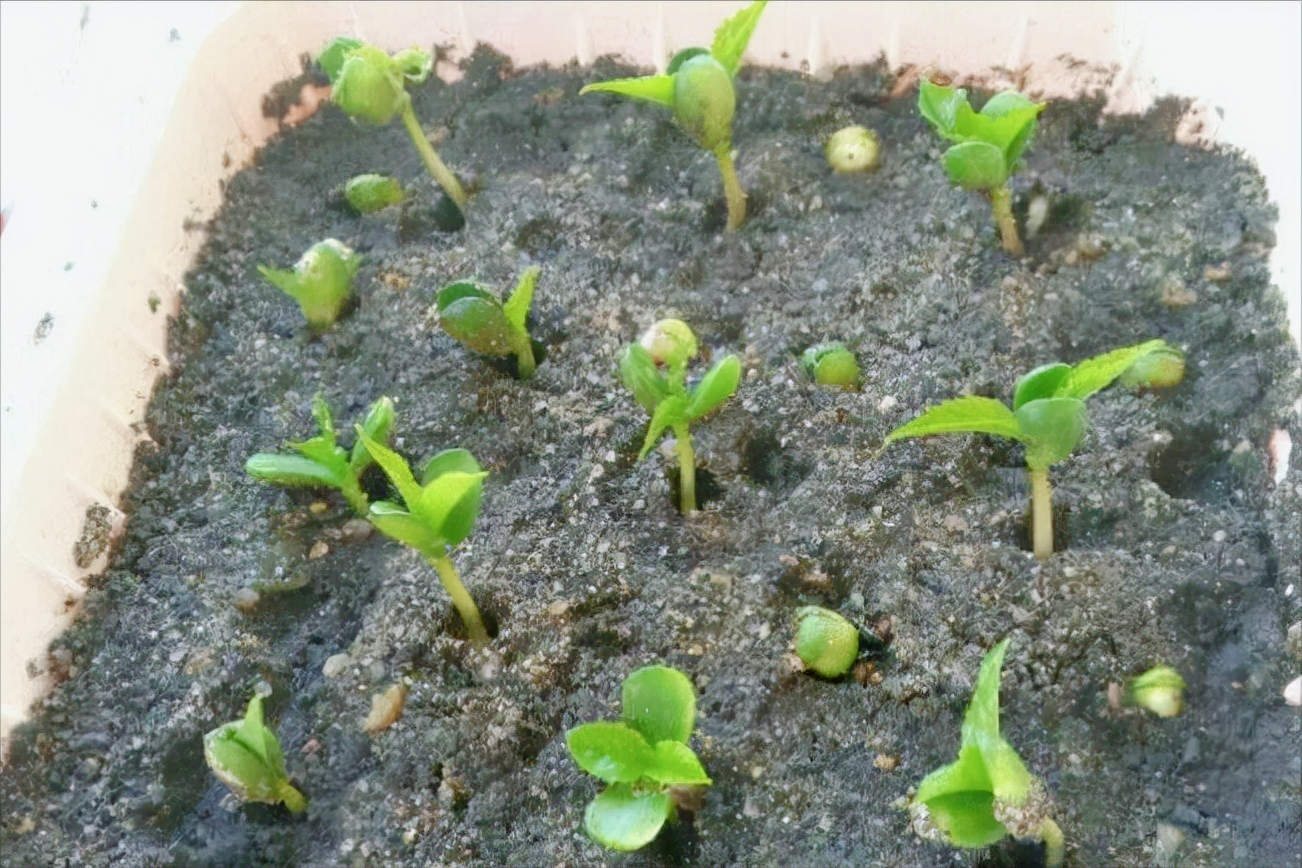 车厘子种子怎样处理才能发芽?分解操作步骤,教你育苗成功