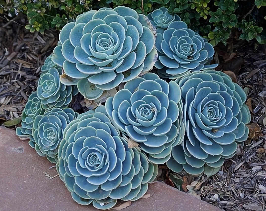 世界上15种最稀有的多肉植物,一起长长见识吧
