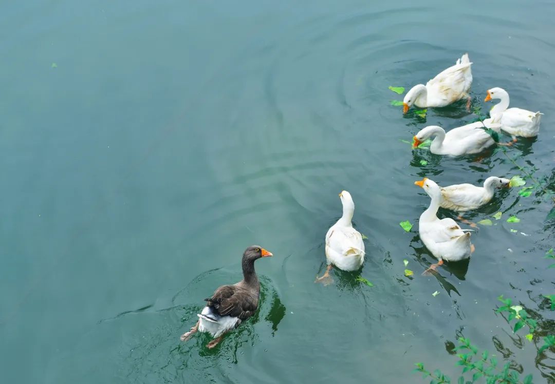 四川天府新区世界环境日寄语：童话中国 我们一同守护