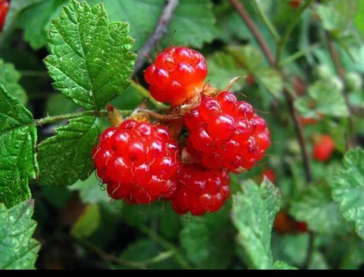 蛇莓有毒？ 蛇莓與樹莓有什麼區別？