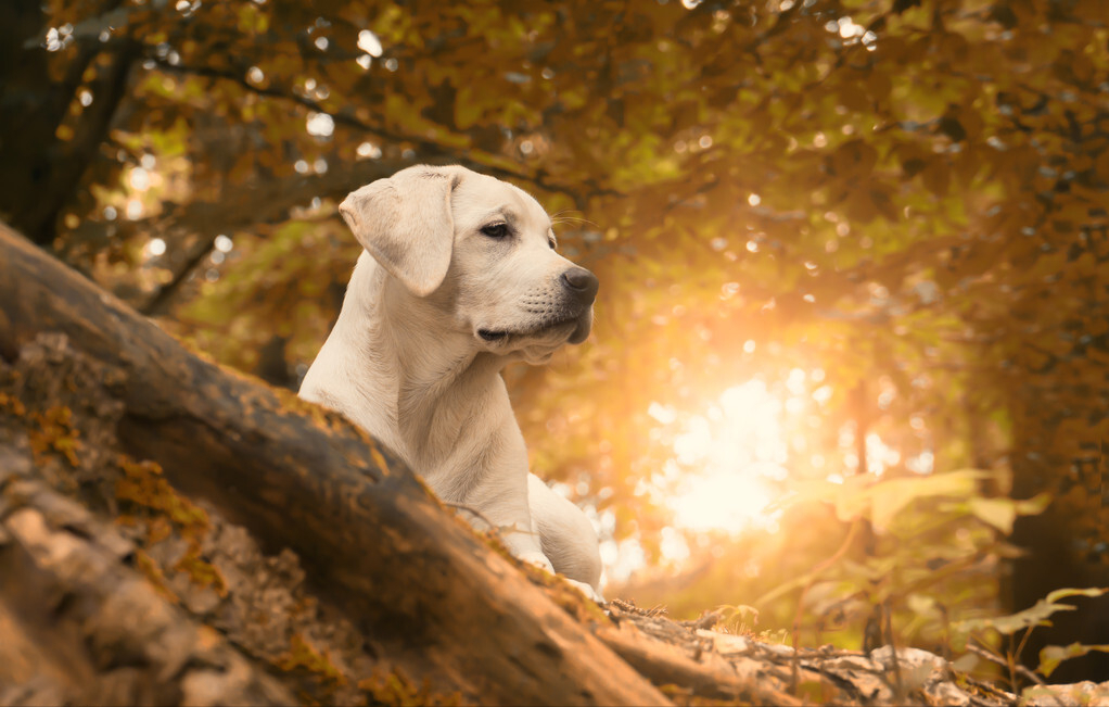 拉布拉多犬的标准体重是多少？