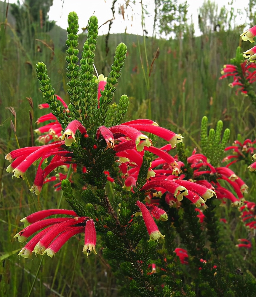 百花图系列 (十二)欧石楠,谁言寸草心,报得三春晖