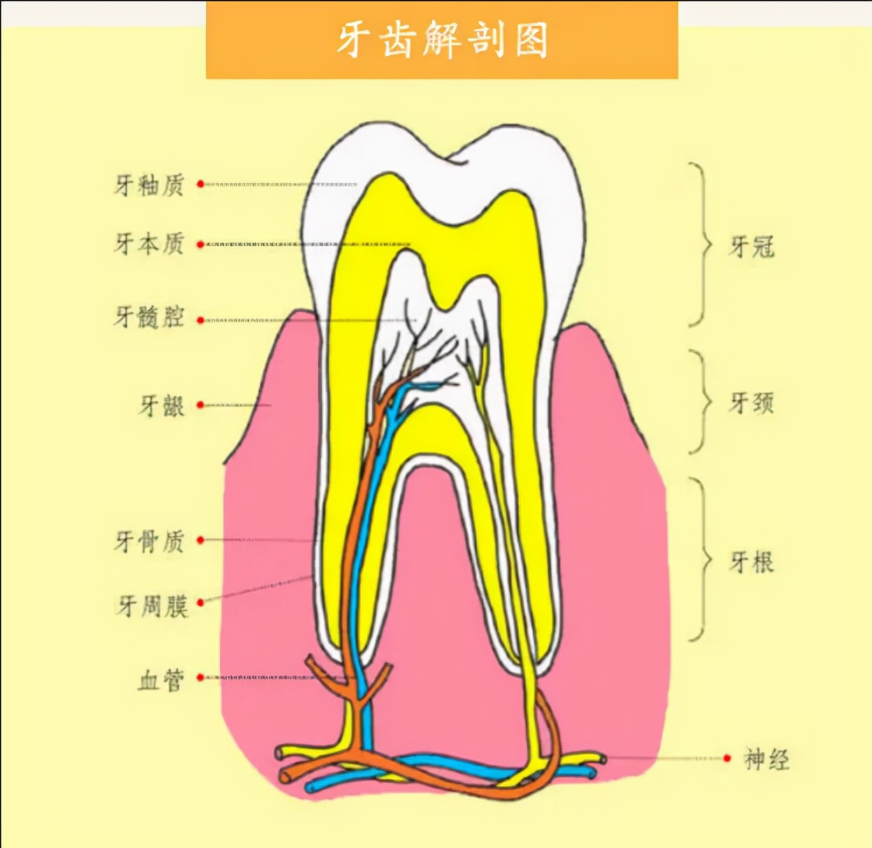 您的牙齿龋坏在这个程度的，可以不用补了！（对照自查）