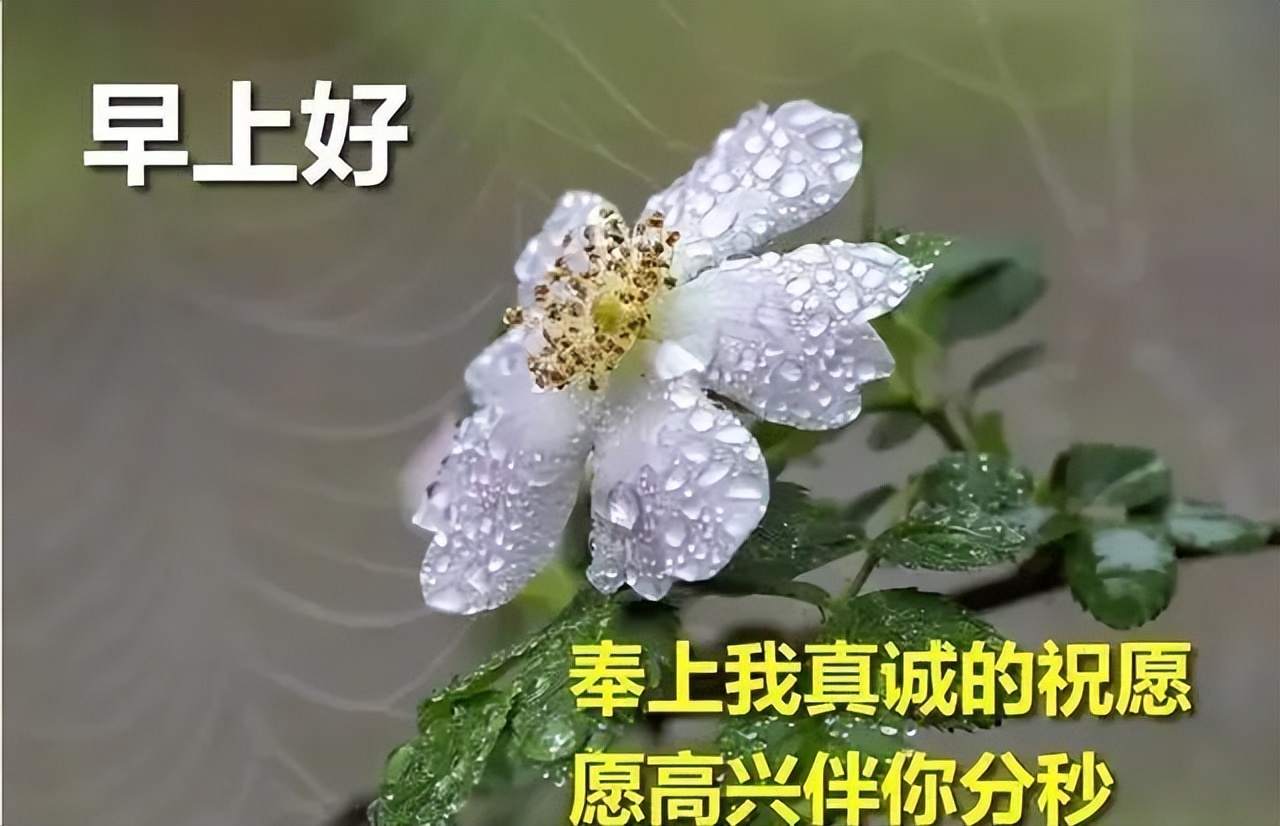 新的一天漂亮早上好图片表情包 新的一天快乐如意、祝福与你相伴图片