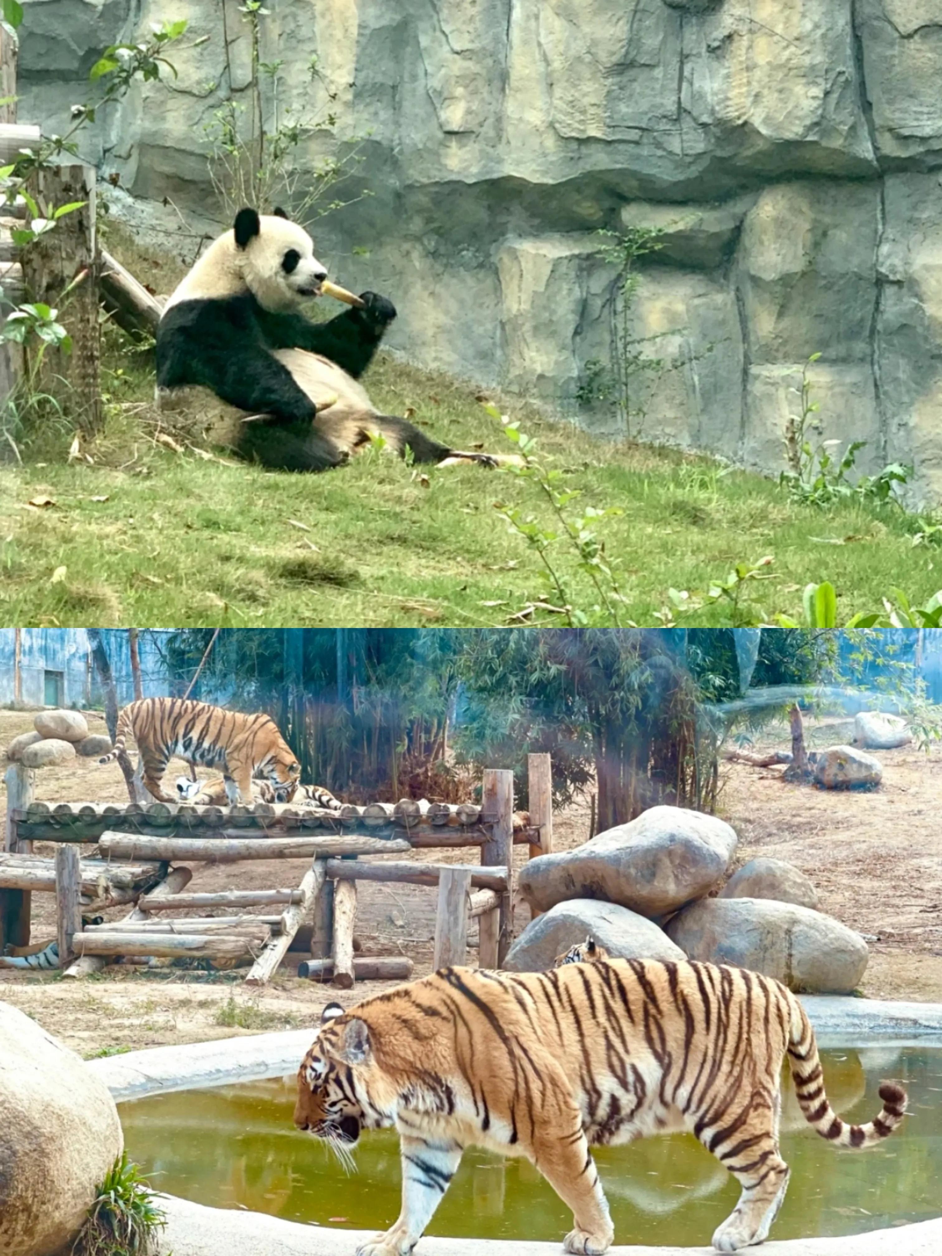 喜歡動物的夥伴,這已經是泉州最大的動物園,熊貓,老虎,長頸鹿,馬戲團