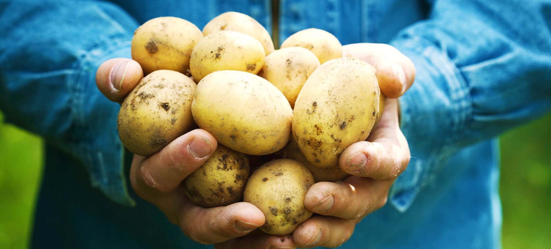 土豆种植管理技术(一):选地,选种,整地