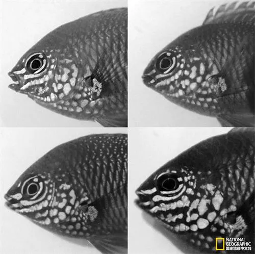 鱼有感受器：能听见能看见、能闻到能尝味，能睡觉能感觉，有记忆
