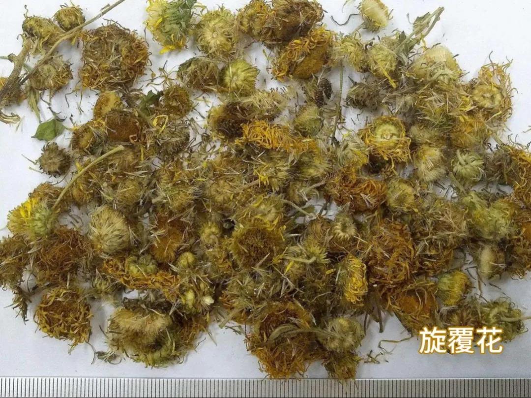 旋覆花显微鉴别图图片