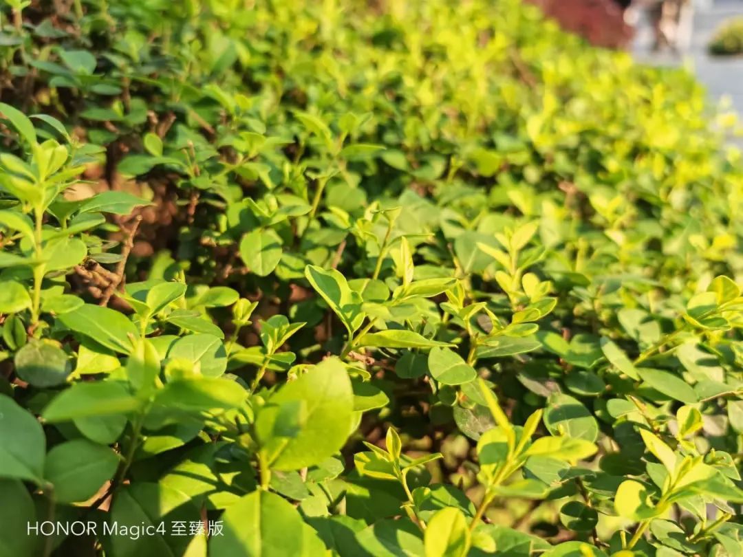 荣耀Magic4 至臻版测评：影像旗舰中的“傻瓜相机”