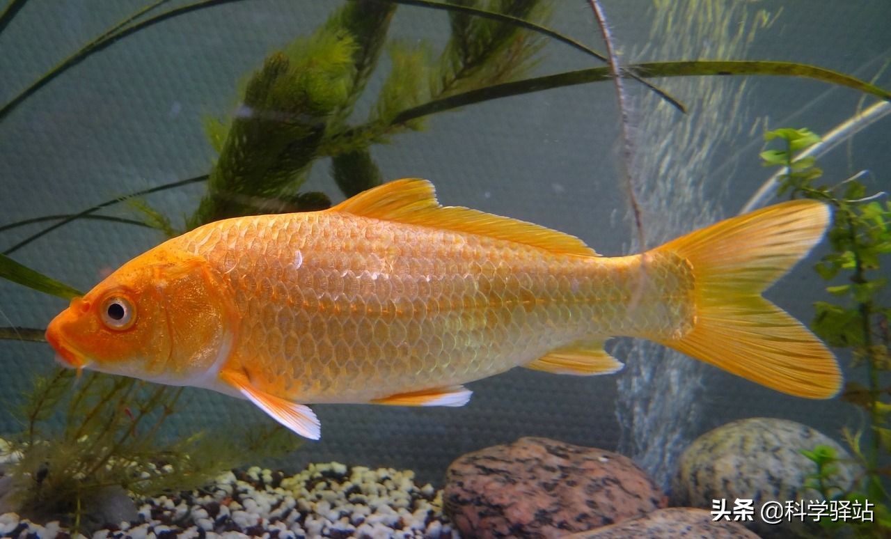 我国科研团队培育出第一代少刺鱼,你敢吃吗?