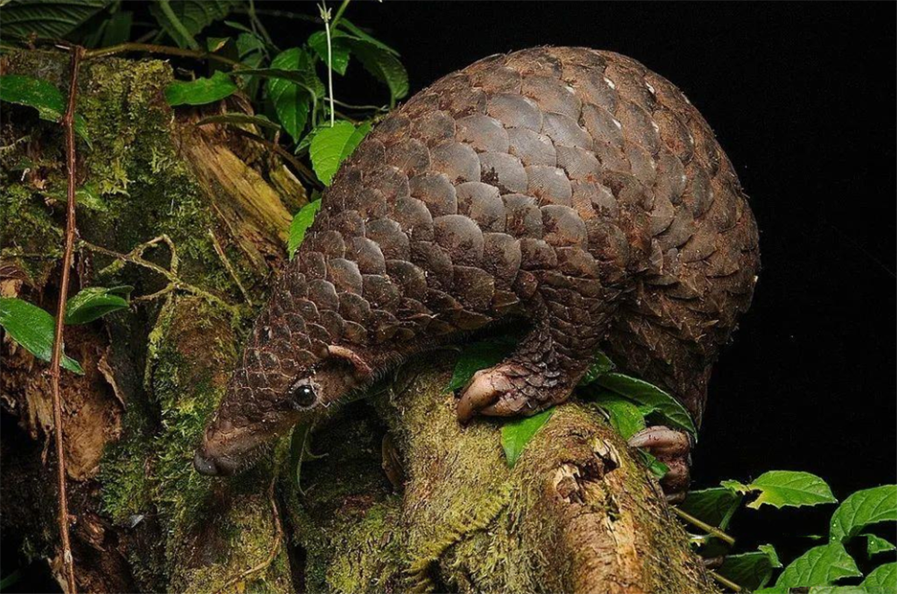 铜壁关出现穿山甲，用尾巴勾住树干，伸出长舌头，一天吃1斤蚂蚁