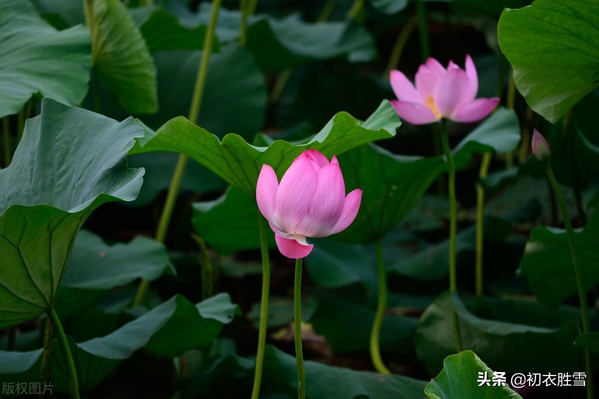 仲夏清新早荷美诗五首：一花一叶自相连，待得花开叶已圆