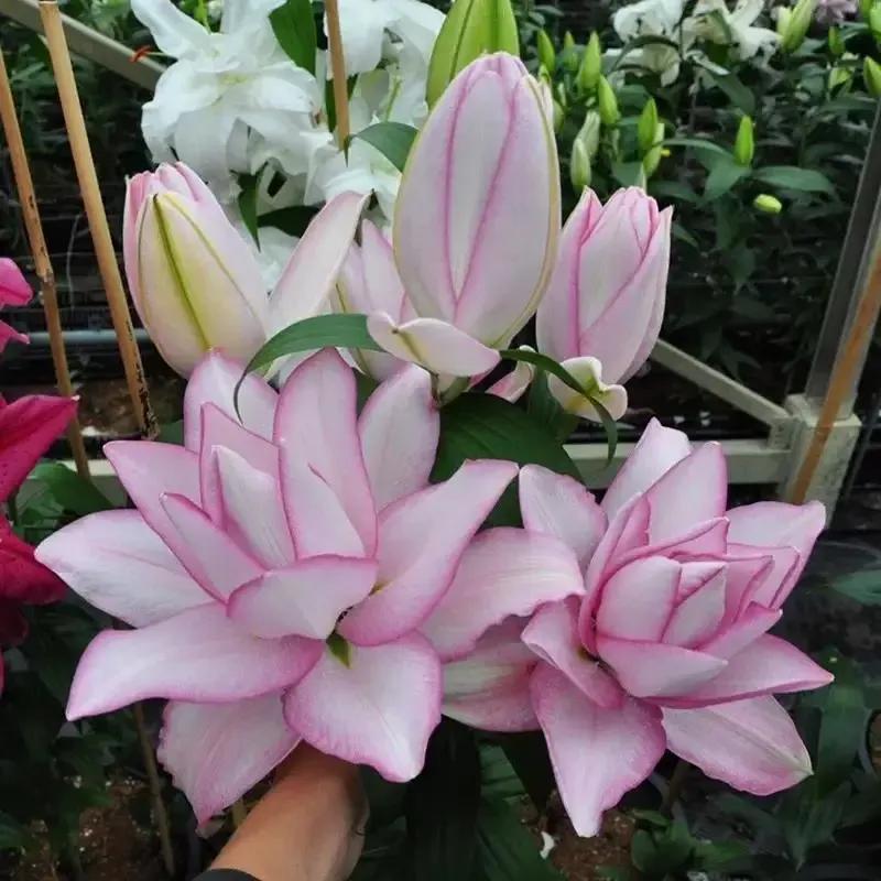 百合花的图片百合花的图片大全最美