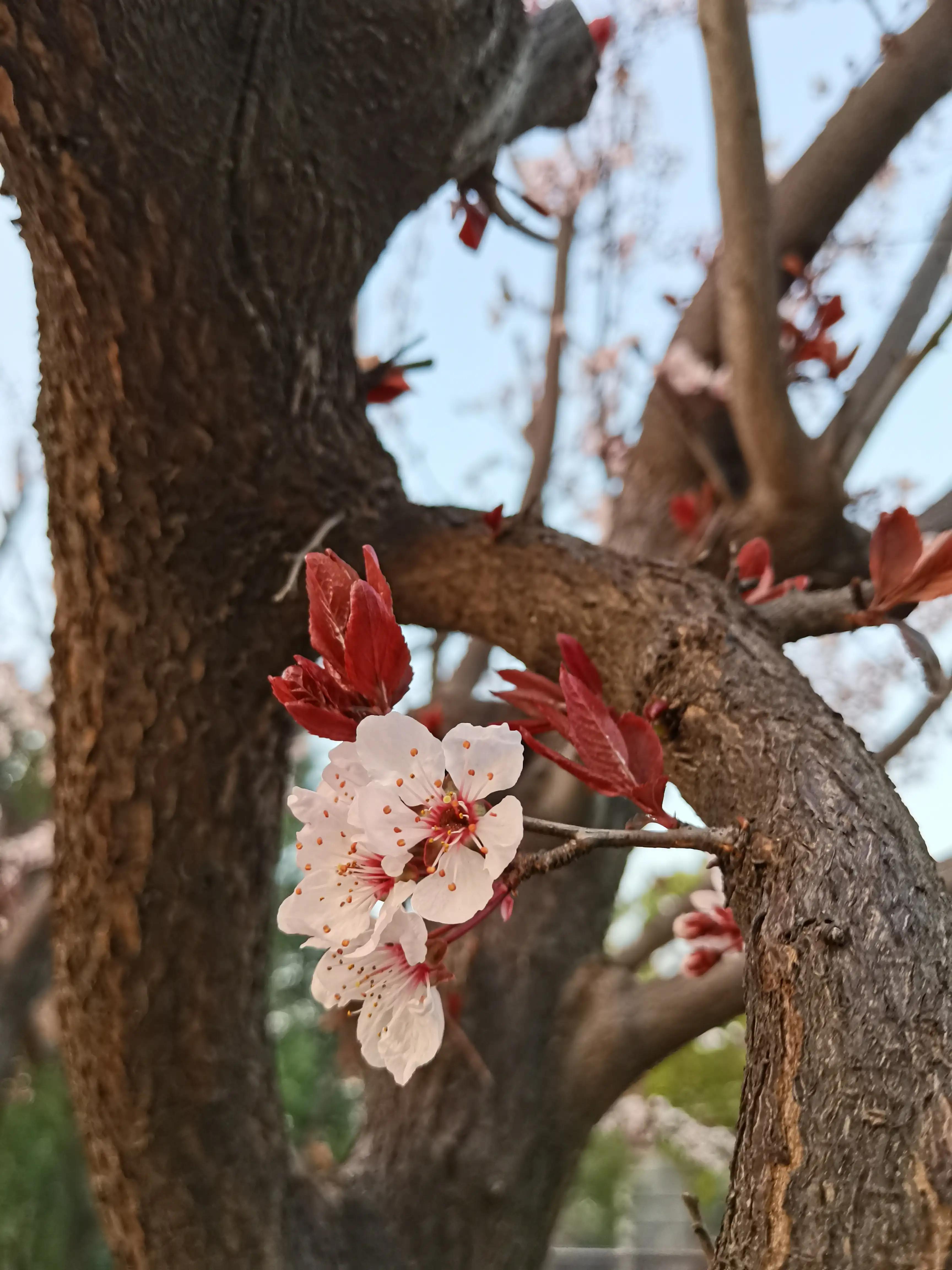 美图美文：清晨的公园