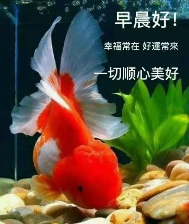 最新温馨早上好祝福图片漂亮带字带表情 天天开心迎接美好的今天图片
