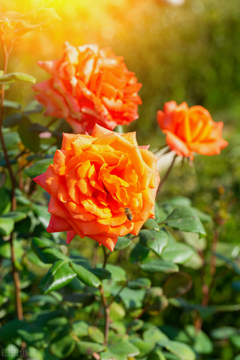 一花一世界,鲜花美丽大自然,万紫千红百花艳,万种风情醉天地