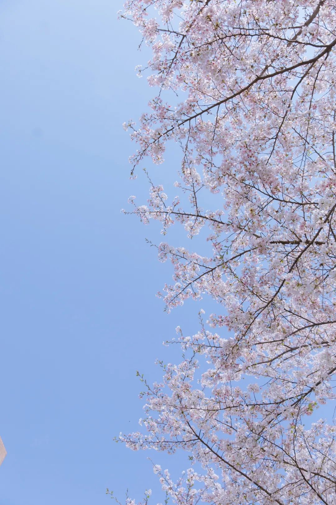 浙大樱雨，许你浪漫春光！每一张都可以做壁纸