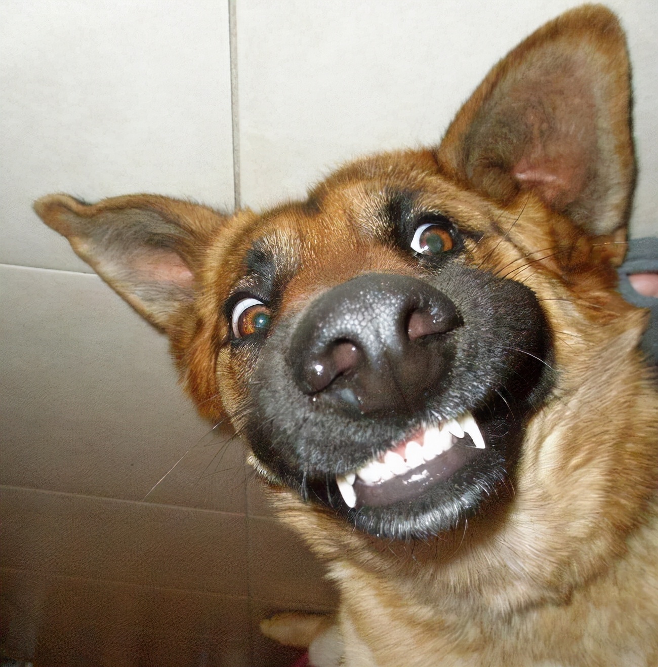 狗狗性格分析,赶紧来对号入座