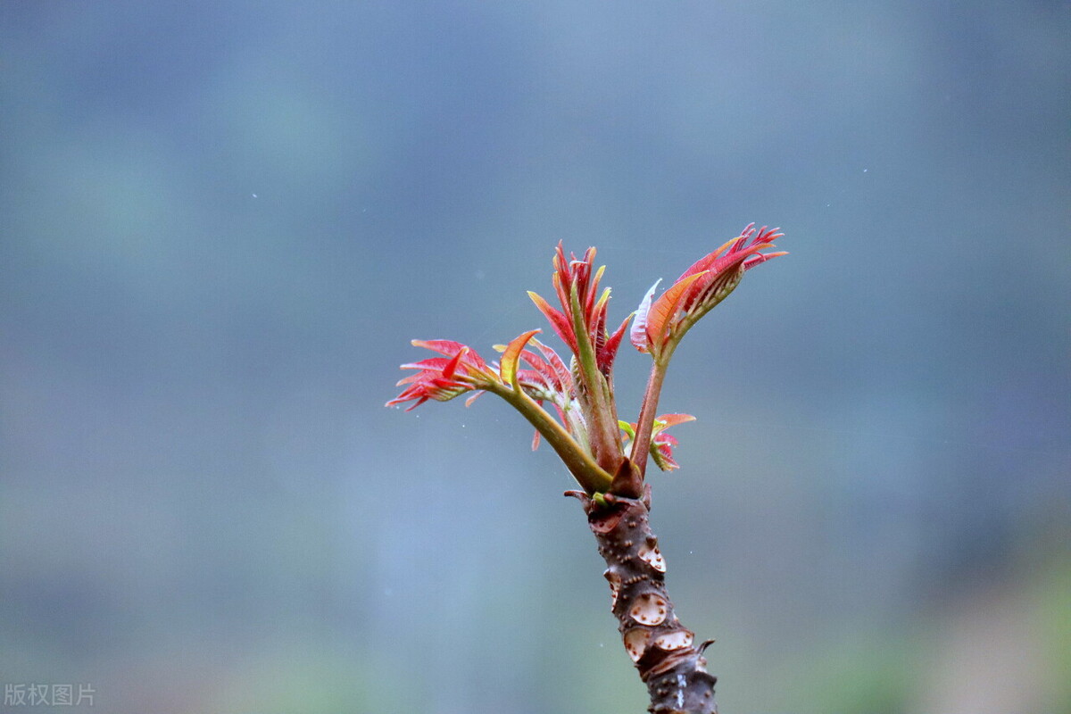 山区种植什么前景最好（种植7种经济作物技术简单）