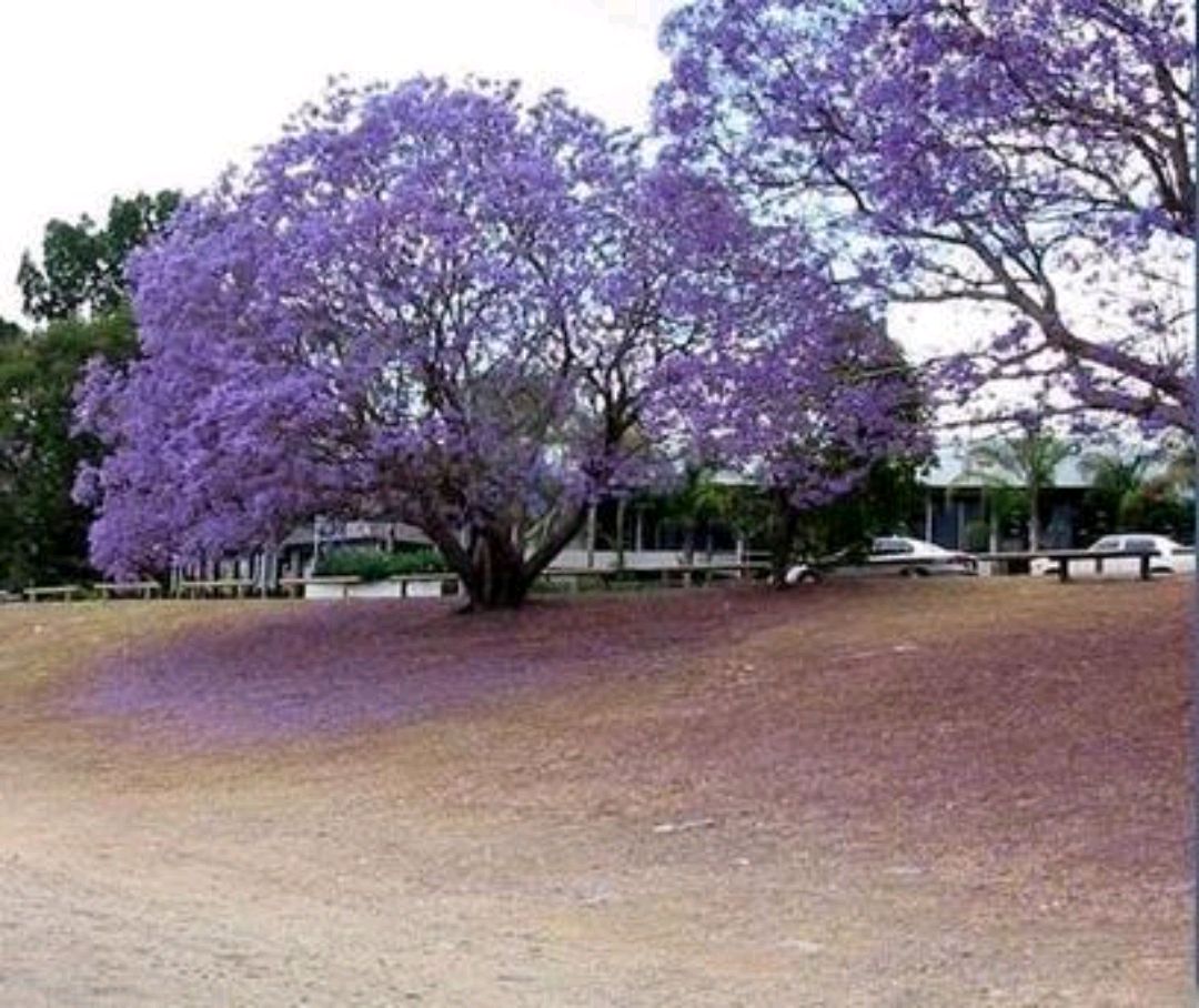 是否有紫色的树（你没见过的品种，紫色的蓝花楹树）
