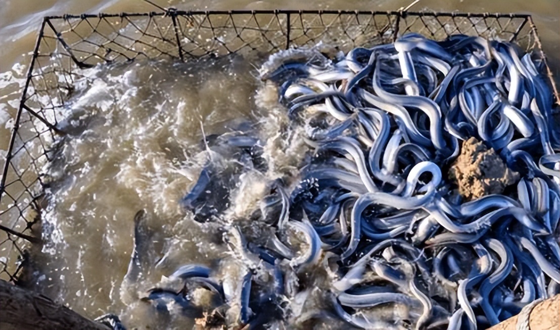 杭州39人在钱塘江捕鳗鱼苗,一尾卖50元,为何有人爱吃鱼苗