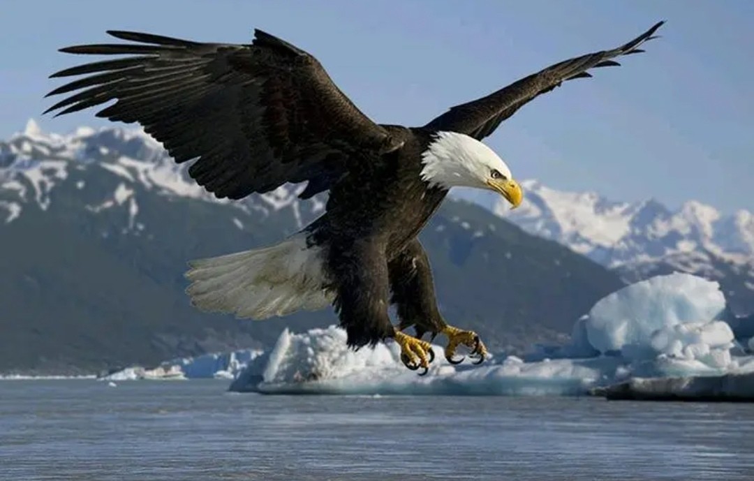 美国——白头海雕