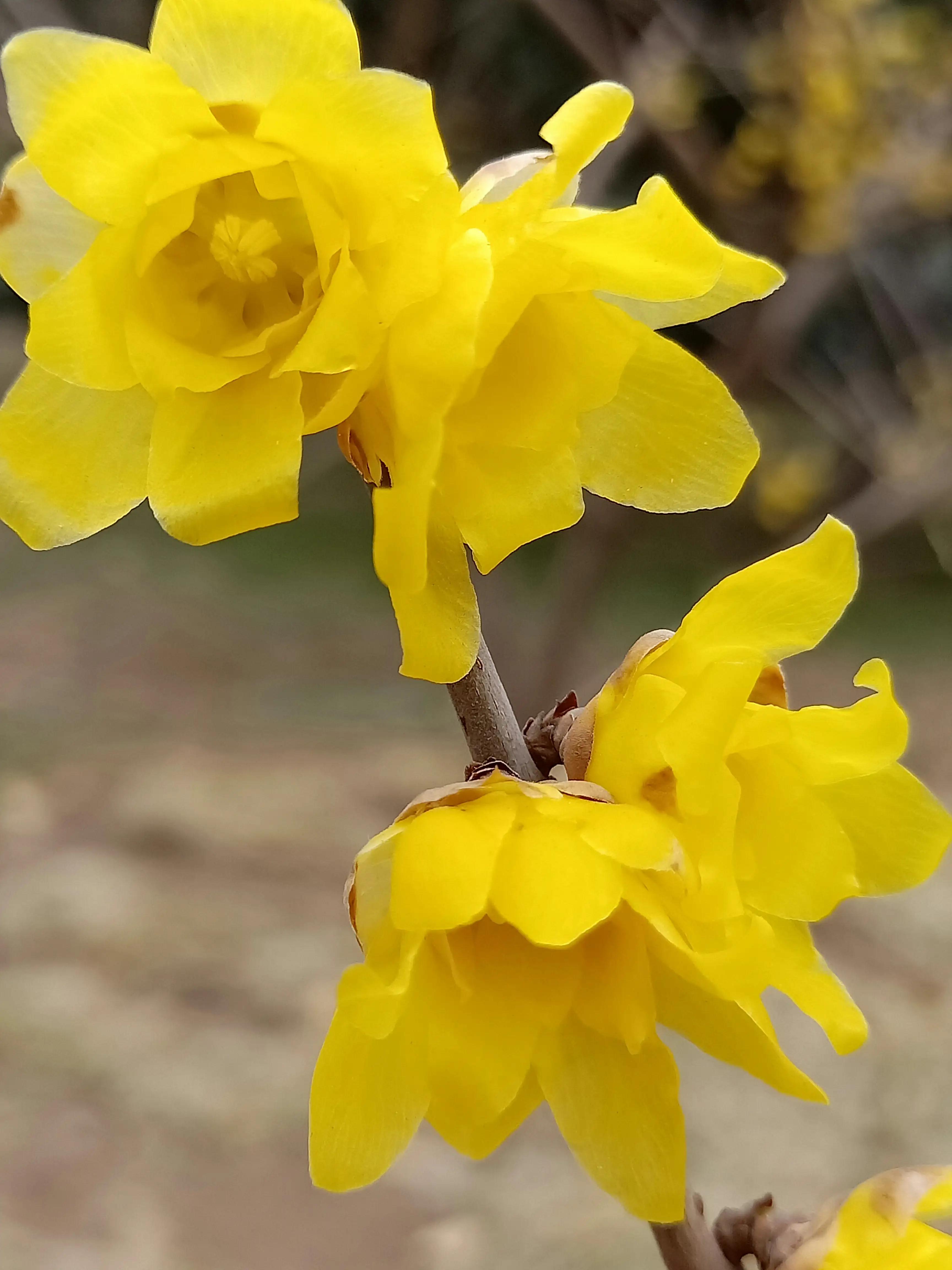 二十四番花信風·小寒 一候梅花,二候山茶,三候水仙