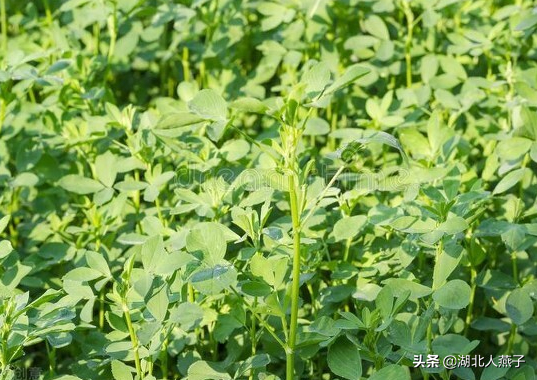 夏季摘野菜，送你61种野菜大图鉴，让你轻松认识各种野菜和吃法