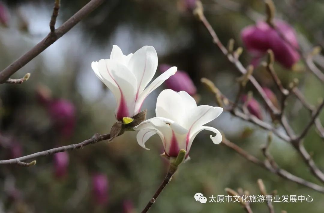 线上展览|“山河春意 锦绣太原——花的世界”主题摄影线上图片展（十七）