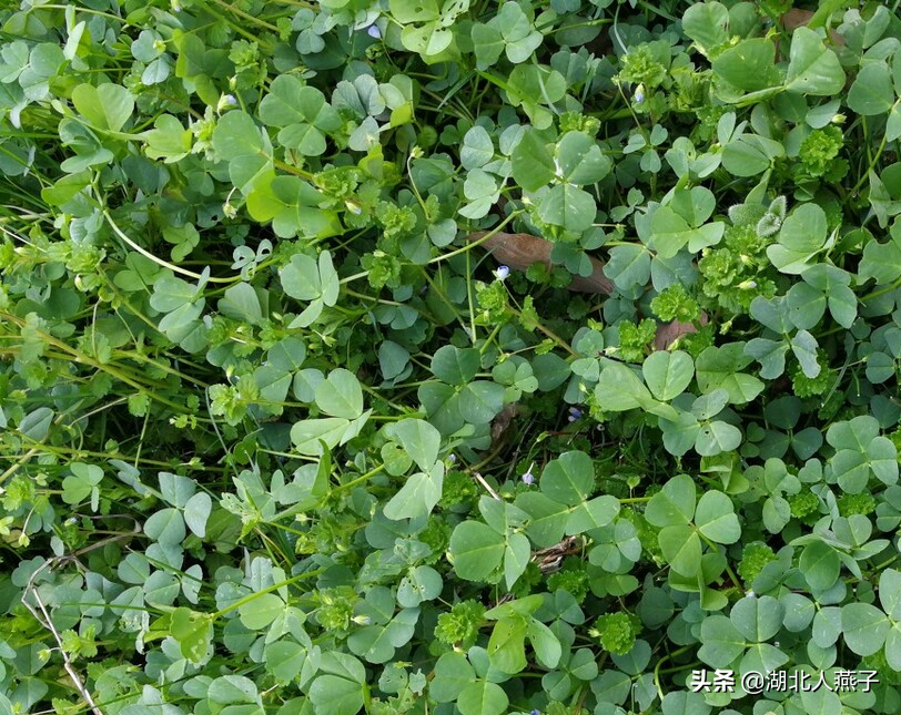 夏季摘野菜，送你61种野菜大图鉴，让你轻松认识各种野菜和吃法