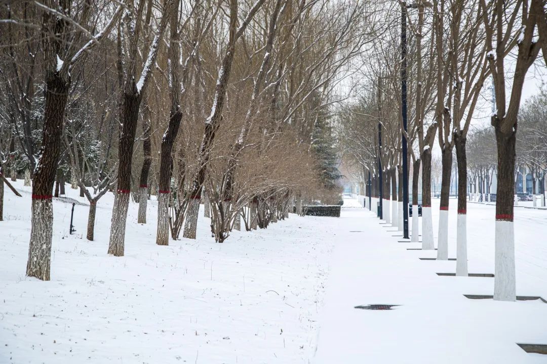 开年瑞雪，师大校园寂静如诗