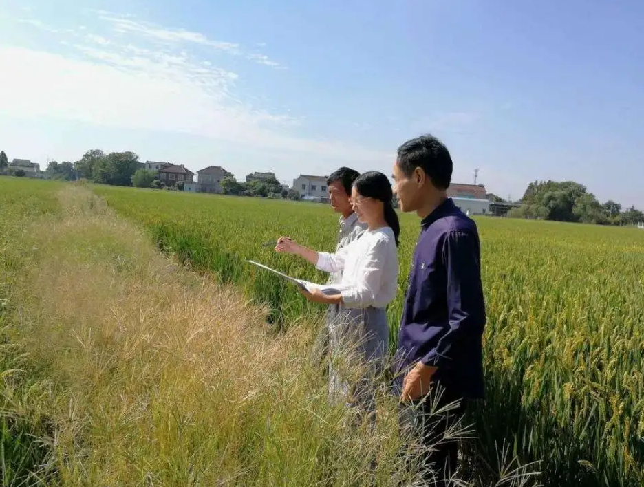 正高级专业技术职称有哪些？副高和高级技术职称区别？