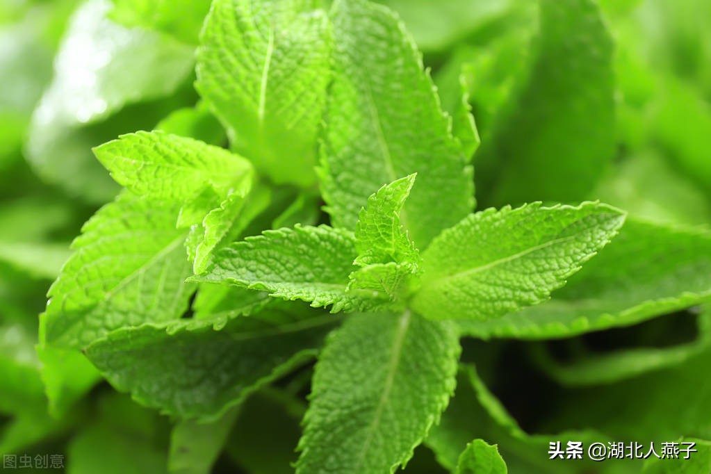 50种野菜大图片，教你认识不同的野菜和吃法，你想要的野菜这里有