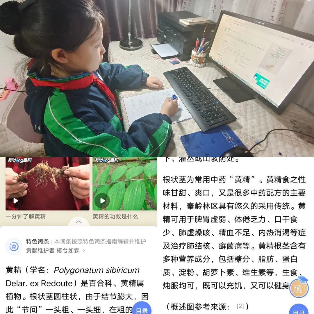 新竹二小开展“传承中医药文化探寻黄精之奥秘”综合实践活动