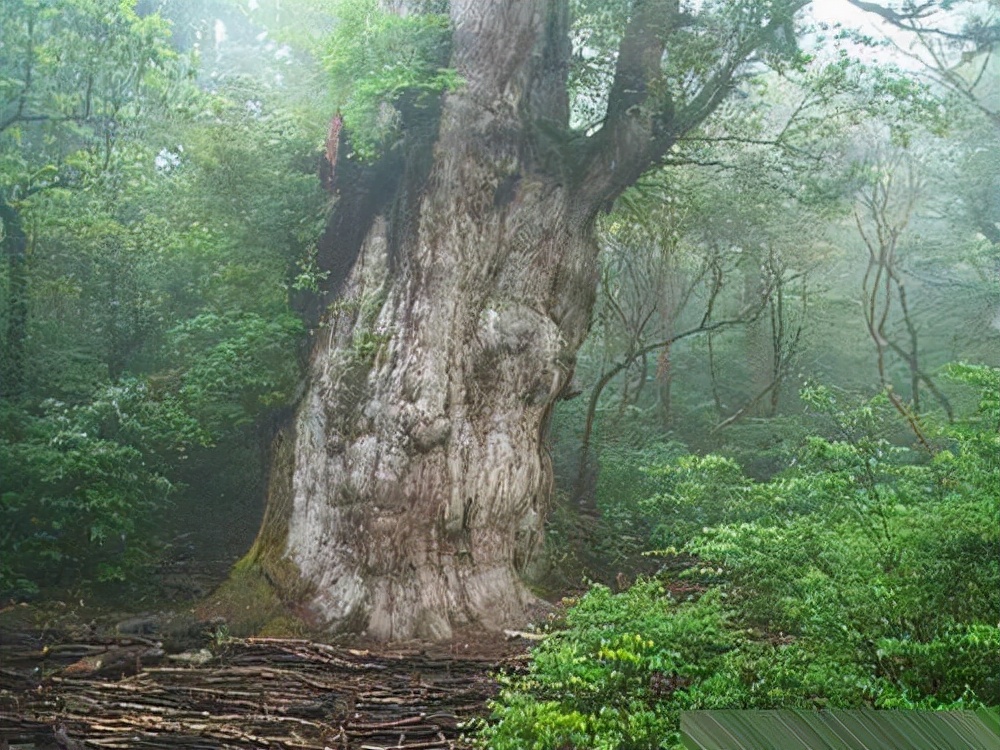 世界上最高的树排行前十名(世界上排名前8的“长寿树”，有的已活几千年，认识3种算你“牛”)