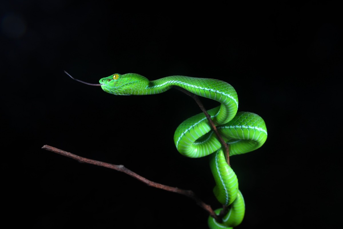 云南竹叶青 eos r5,f/11, 1/250, iso 400林雕鸮 eos r5,f/4, 1/20