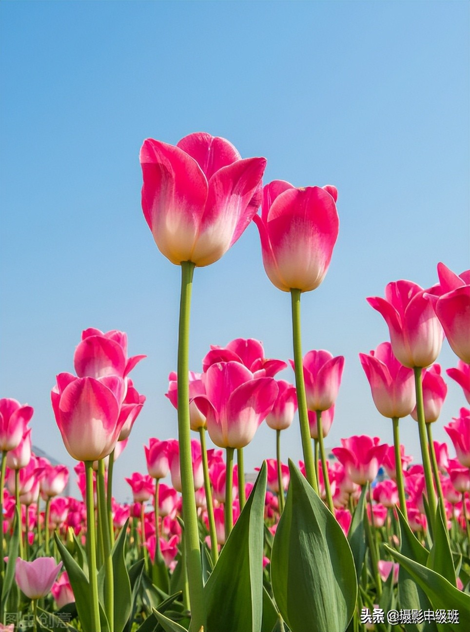拍花6个忌讳,郁金香摄影的3个错误案例,正确拍法一看就会