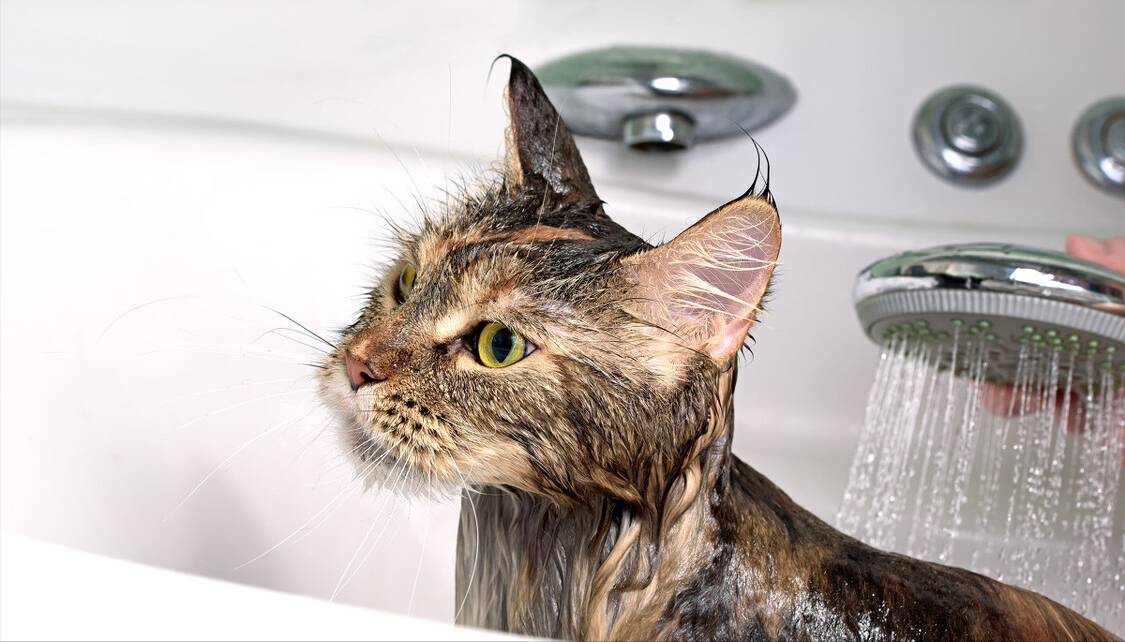猫咪驱虫后多久可以洗澡（最全猫咪洗澡全攻略）
