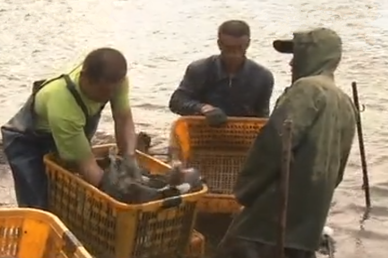 2008年，湖北男子花20万买了一条受伤的鲶鱼，3年后靠它年入1亿元