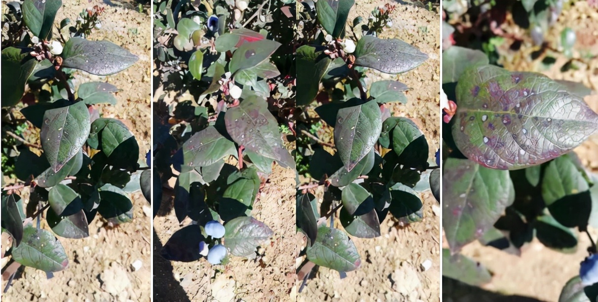 岛本酵素之农友百问百答——我的蓝莓发紫长斑是怎么回事儿？