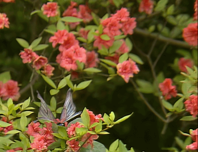 同样是演“宝钗扑蝶”，张莉灵气四溢美如画，李沁木头桩子干扑腾