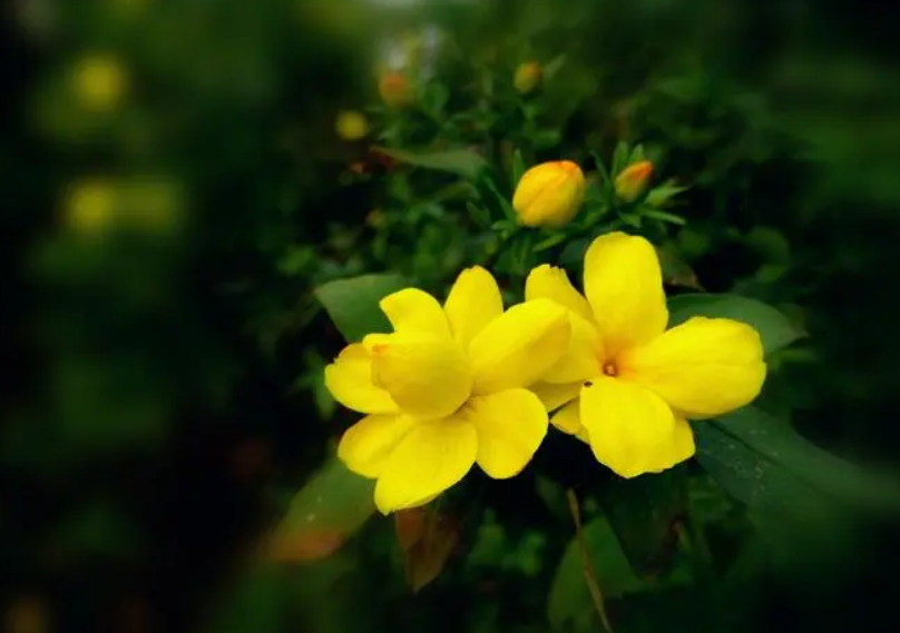 「诗词鉴赏」万千花事从头起，在诗词里绽放的迎春花