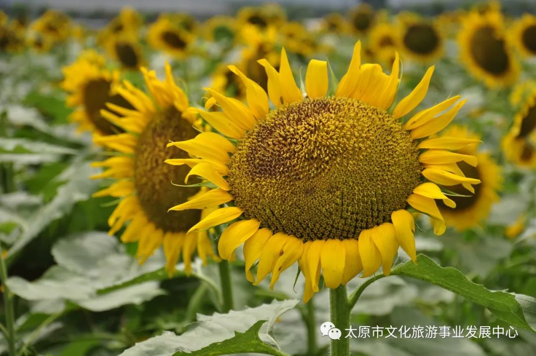 线上展览|“山河春意 锦绣太原——花的世界”主题摄影线上图片展（十六）