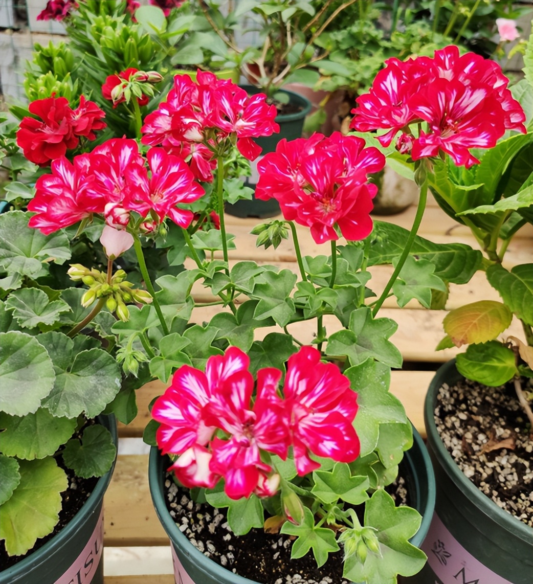 新手想养花，做好简单“3步”，养好一点都不难，关键在“方法”