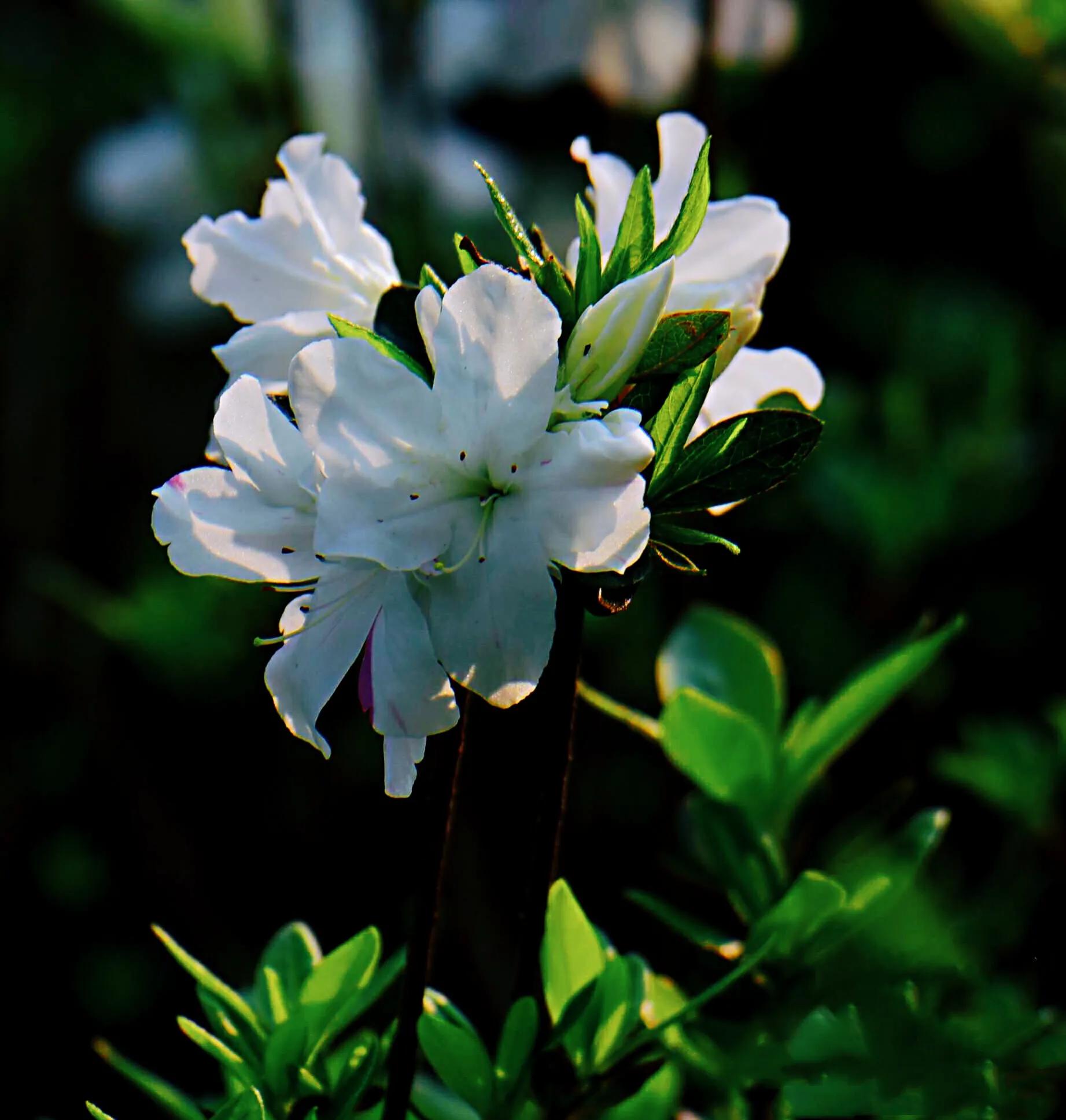 春鹃杜鹃-黄,白,粉,红,紫五彩缤纷,色彩斑斓,艳丽夺目