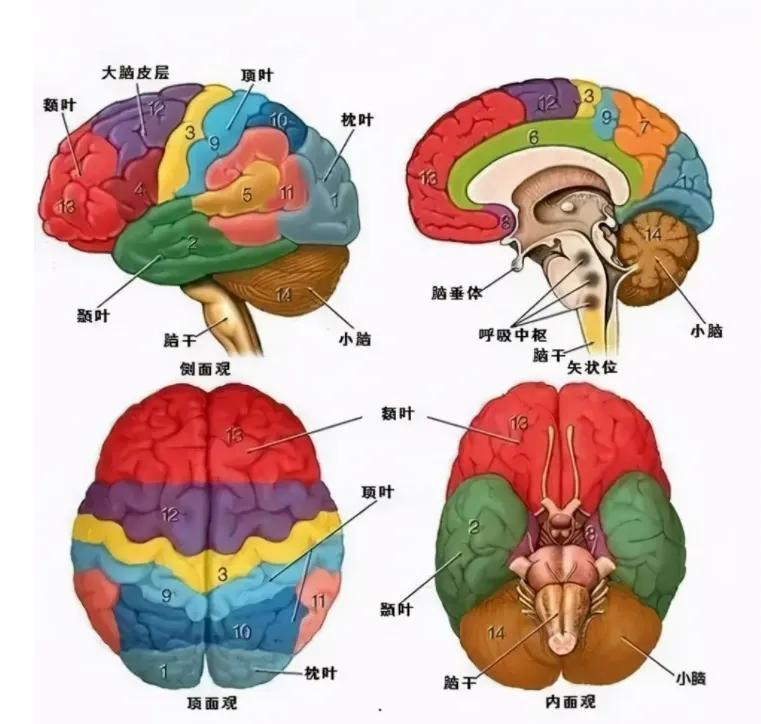 人类的大脑其实很可怕(人类大脑相当于多少G内存？原来一直以来我们都把自己看扁了)