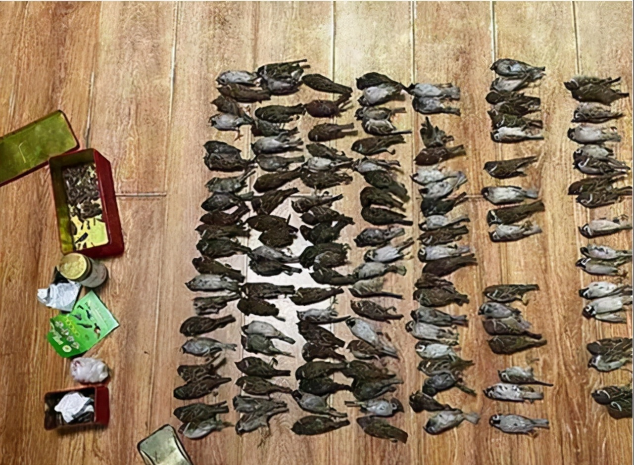 毒死200多只麻雀！黑龙江一男子被抓，专家：保护动物，每只300元