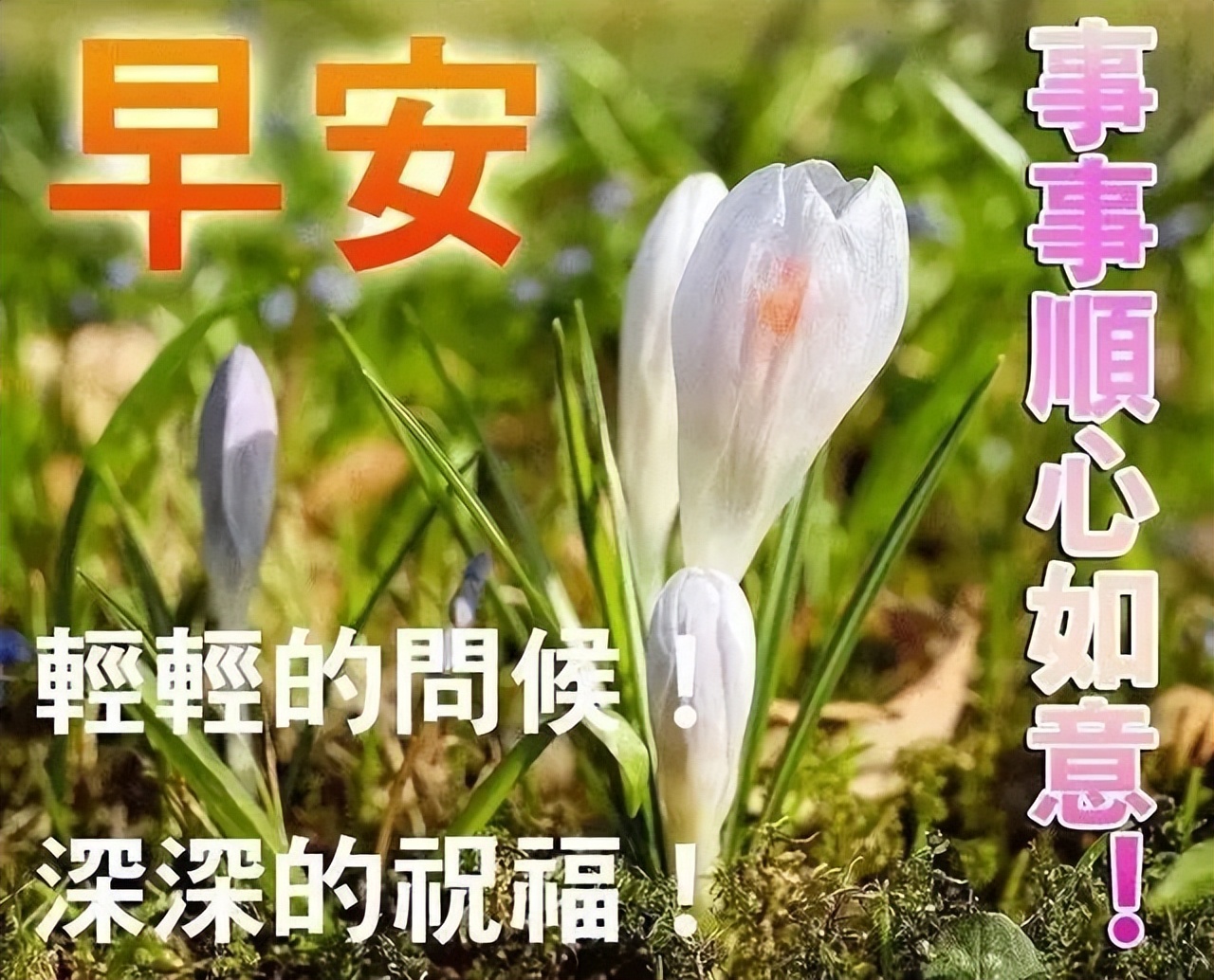漂亮的早上好图片 天天开心 幸福安康 许一个美好心愿 愿你快乐到永远图片