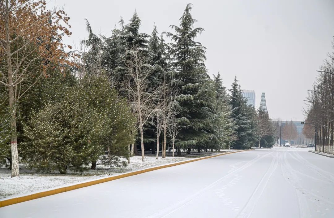 开年瑞雪，师大校园寂静如诗